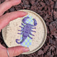 Fridge Magnets - Scorpion - Lilac & Soft Lime Checker