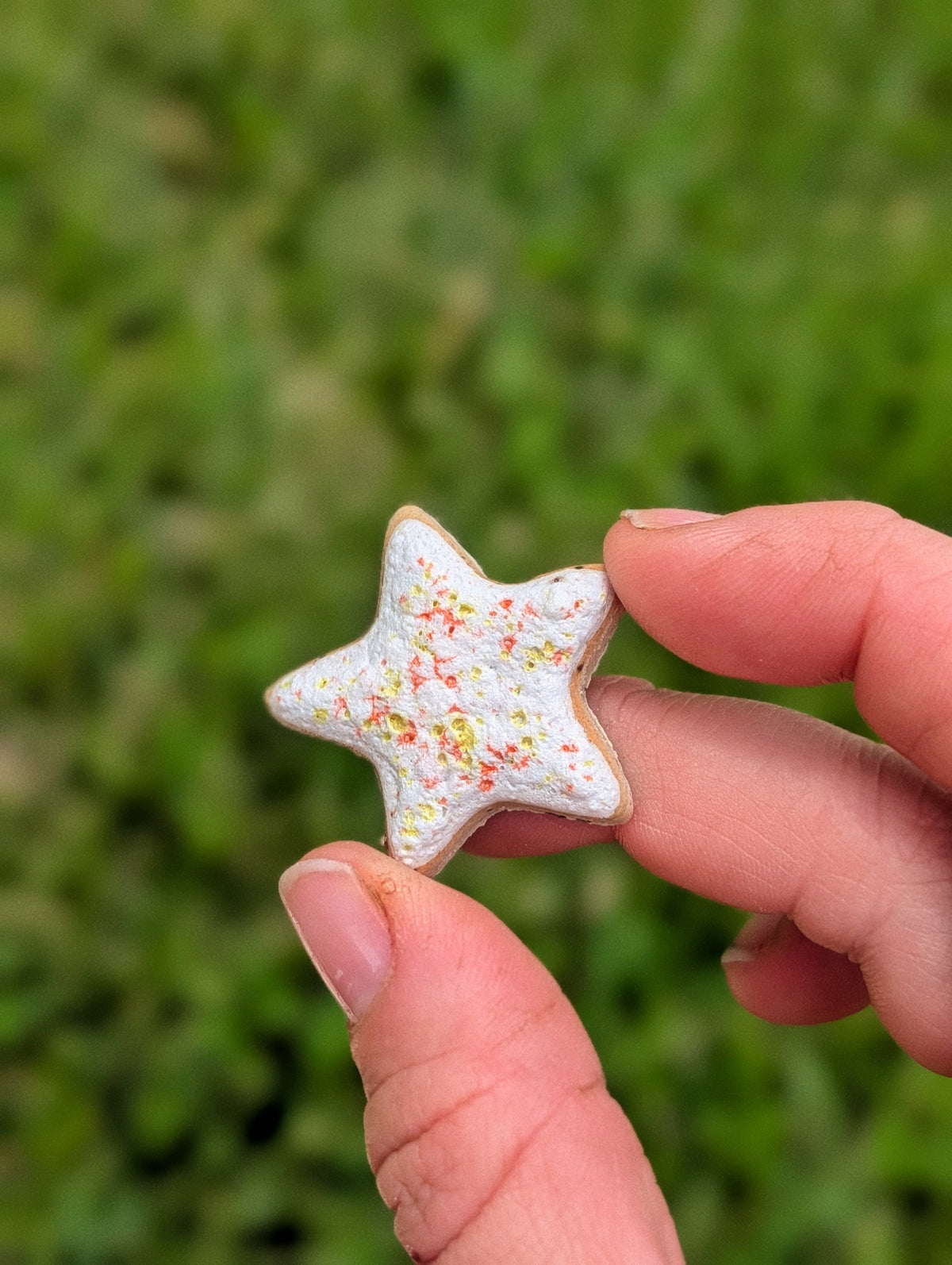 Fridge Magnet - Stoneware Pottery - Star - Citrus Poptart