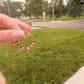 Daily Hoops - Strawberry Jade - Dark